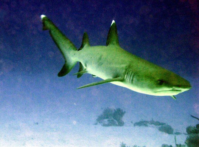 Shark in Australia - photo © Laurence Roberts and Mary Anne Unrau