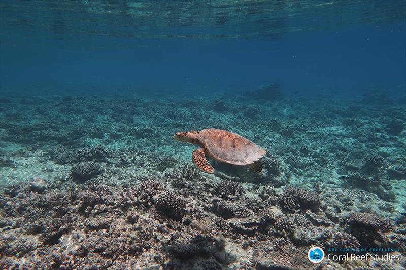 A turtle swimming over a reef destroyed by the 2016 bleaching event in the Indian Ocean - photo © ARC CoE for Coral Reef Studies /  Kristen Brown