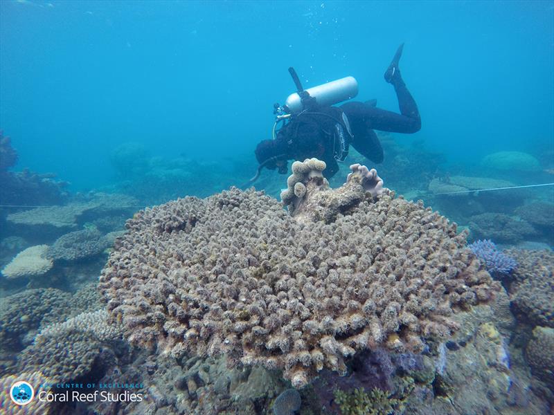 A researcher from the ARC Centre of Excellence for Coral Reef Studies surveys the bleached/dead corals at Zenith Reef,in the northern section of the Great Barrier Reef, November 2016 - photo © Andreas Dietzel