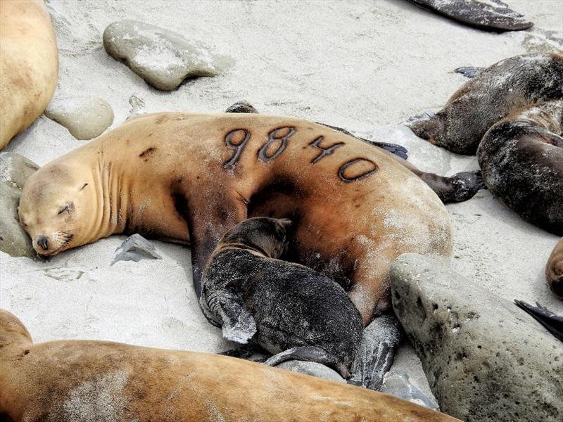 Adult female California sea lion nursing her newborn pup at San Miguel Island, California. The brand on her left shoulder is a permanent brand that identifies her for survival and reproductive rate studies - photo © NOAA Fisheries