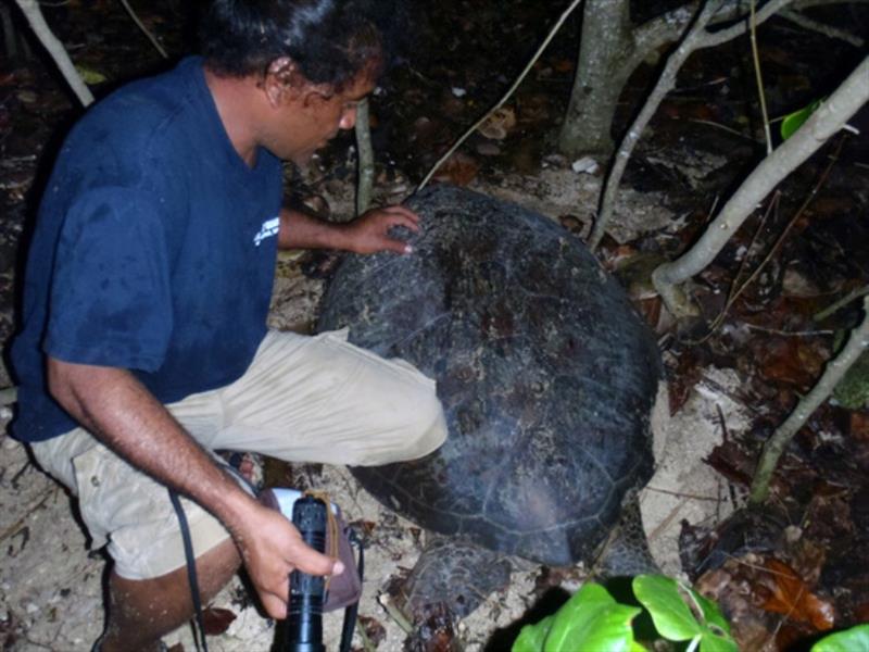 Jessy Hapdei, CNMI Department of Lands and Natural Resources staff, waits for a green turtle to finish covering her clutch before carefully measuring and tagging her during a survey on a nesting beach in Saipan - photo © Tammy Summers