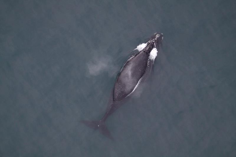 North Pacific right whale photo copyright NOAA Fisheries taken at  and featuring the Cruising Yacht class
