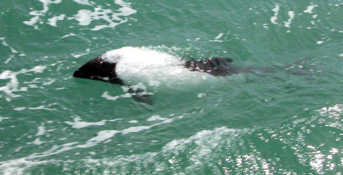 Commerson dolphin - Top spots in Patagonia photo copyright Laurence Roberts and Mary Anne Unrau taken at  and featuring the Cruising Yacht class