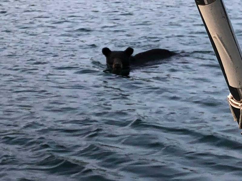 The bear brazenly approached several anchored boats in Browning Cove photo copyright Brian Laux taken at  and featuring the Cruising Yacht class