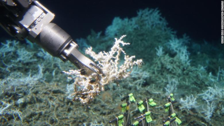 Alvin collects a sample of Lophelia pertusa from an extensive mound of both dead and live coral photo copyright Woods Hole Oceanographic Institution taken at  and featuring the Cruising Yacht class