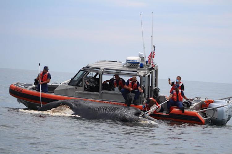 The U.S. Coast guard helped NOAA and partners respond to a dead vessel struck calf off New Jersey in 2020 (calf of NARW #3560). The carcass was towed ashore for a full necropsy to confirm and document the injuries photo copyright Marine Mammal Stranding Center. Permit No. 18786-04 taken at  and featuring the Cruising Yacht class