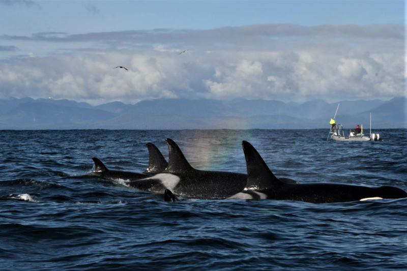 Southern Resident killer whales encountered during NOAA's PODs (Pacific Orcinus Distribution Survey) in October 2021 near the west end of the Strait of Juan de Fuca photo copyright NOAA Fisheries/Brad Hanson taken at  and featuring the Cruising Yacht class