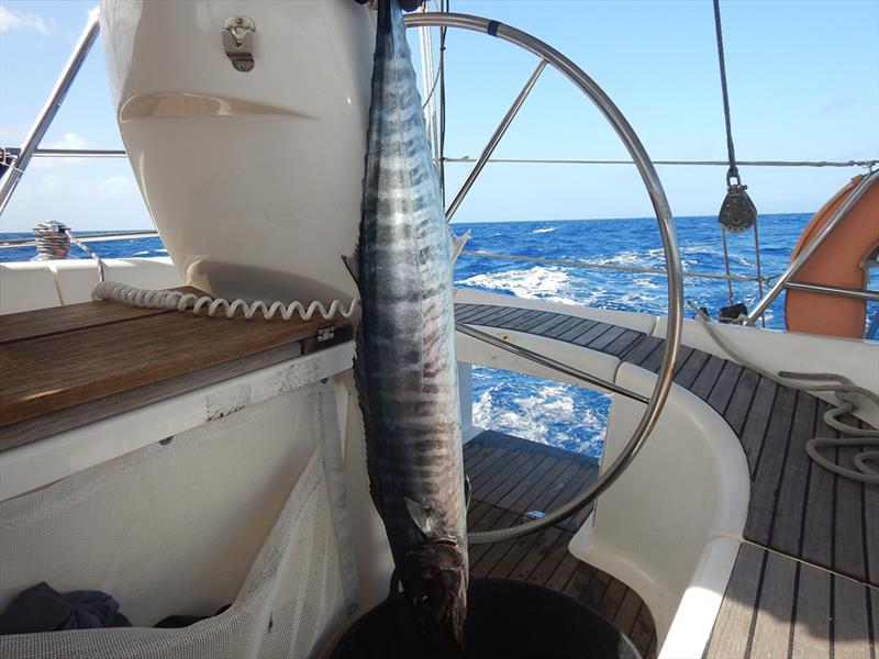 Freedom and Adventure - Our Wahoo - photo © Andrew & Clare Payne