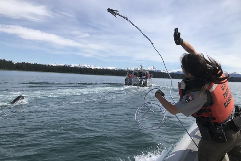 Park Ranger Bethany Robichaud throws a grapple in a practice session at Glacier Bay National Park in June 2022 photo copyright Glacier Bay National Park and Preserve taken at  and featuring the Cruising Yacht class