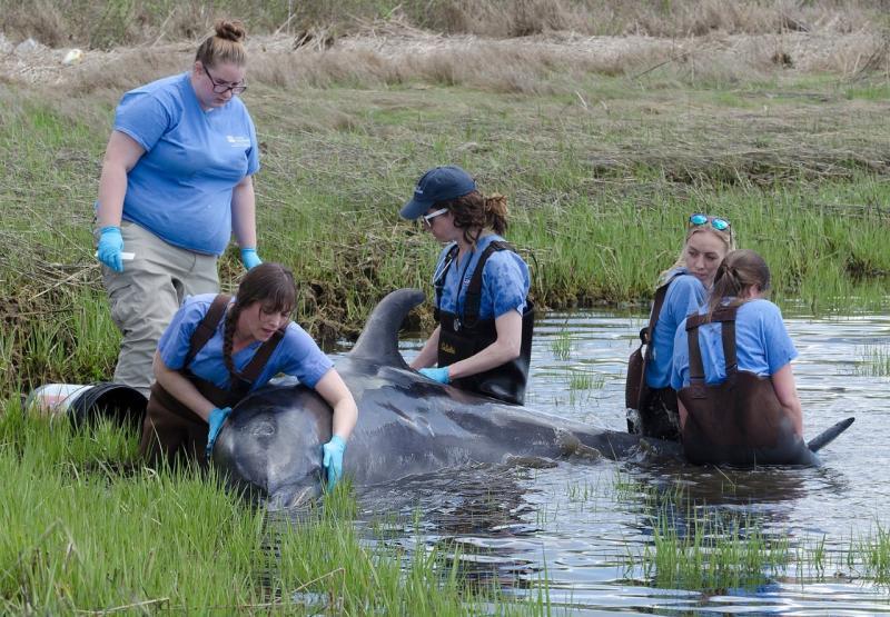 A stranded bottlenose dolphin is examined by the marine rescue team from Mystic Aquarium photo copyright Richard W Dionne Jr/Mystic Aquarium taken at  and featuring the Cruising Yacht class