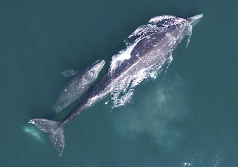 A gray whale mother calf pair migrating along the central California coast from the wintering grounds in Mexico to the summer feeding grounds in Alaska photo copyright NOAA Fisheries taken at  and featuring the Cruising Yacht class