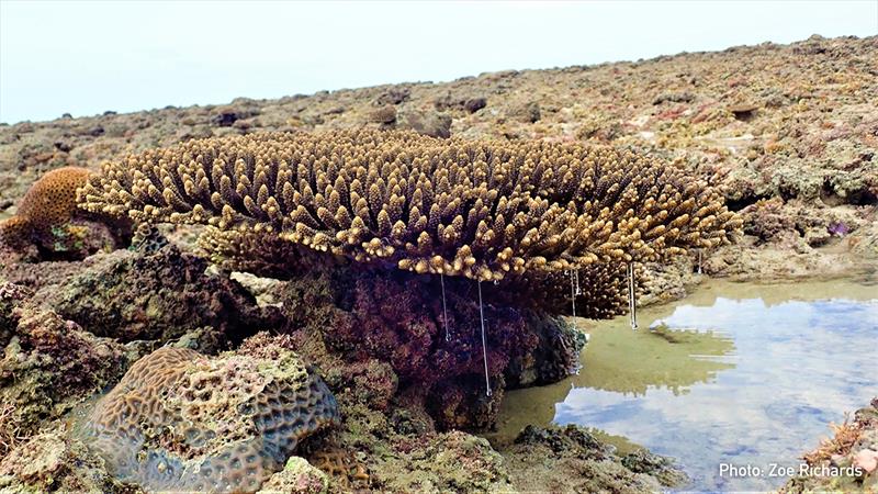 Protective mucous dripping of a coral colony exposed at low tide Beagle Reef photo copyright Zoe Richards taken at  and featuring the Cruising Yacht class