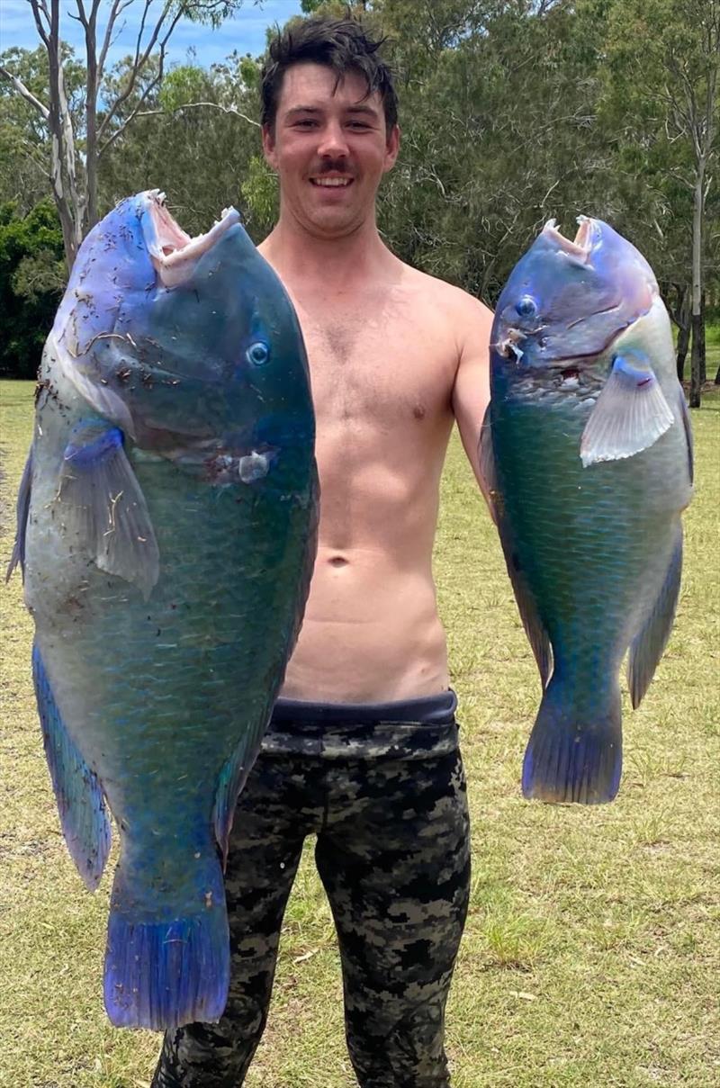 Kealen with a couple of nice blueys from a recent spearfishing trip. Only take what you need, this species play a vital role in maintaining our reefs photo copyright Fisho's Tackle World taken at  and featuring the Environment class