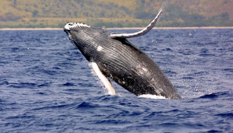 Humpback whale breaching photo copyright NOAA Fisheries taken at  and featuring the Environment class