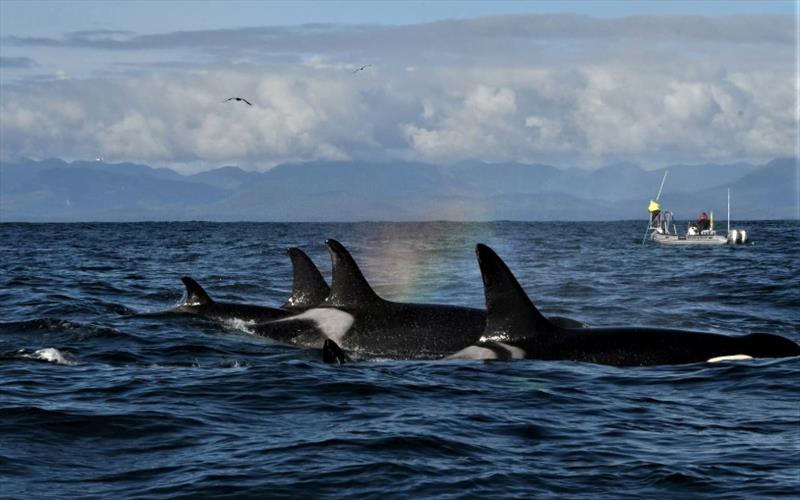Southern Resident killer whales encountered during NOAA's PODs (Pacific Orcinus Distribution Survey) in October 2021 near the west end of the Strait of Juan de Fuca photo copyright NOAA Fisheries taken at  and featuring the Environment class