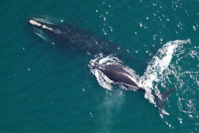 North Atlantic right whale mother and calf. - photo © NOAA Fisheries