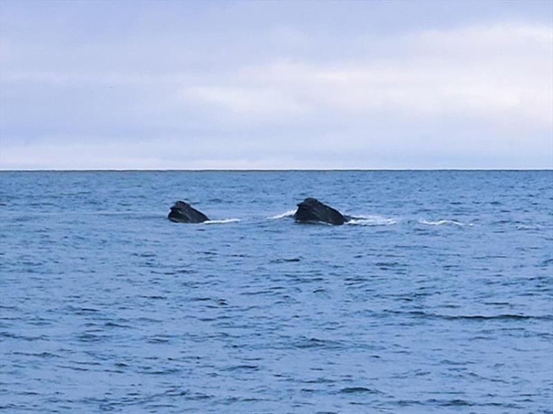 Two North Pacific right whales photographed by Josh Trosvig, captain of the cod the fishing vessel Cerulean - photo © NOAA Fisheries
