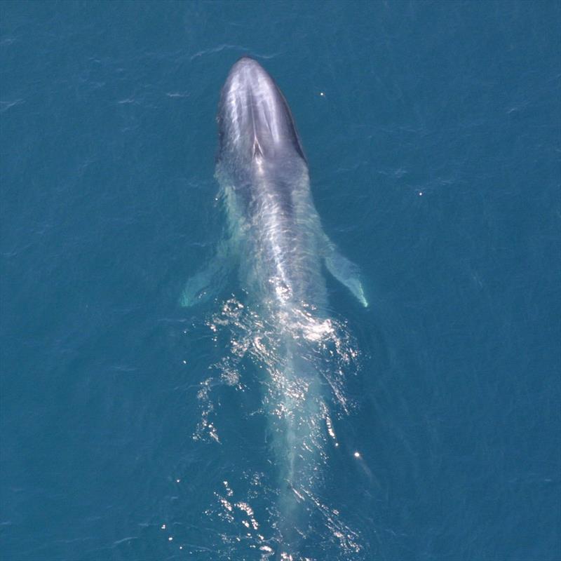 Blue whale photo copyright NOAA Fisheries / Peter Duley taken at  and featuring the Environment class