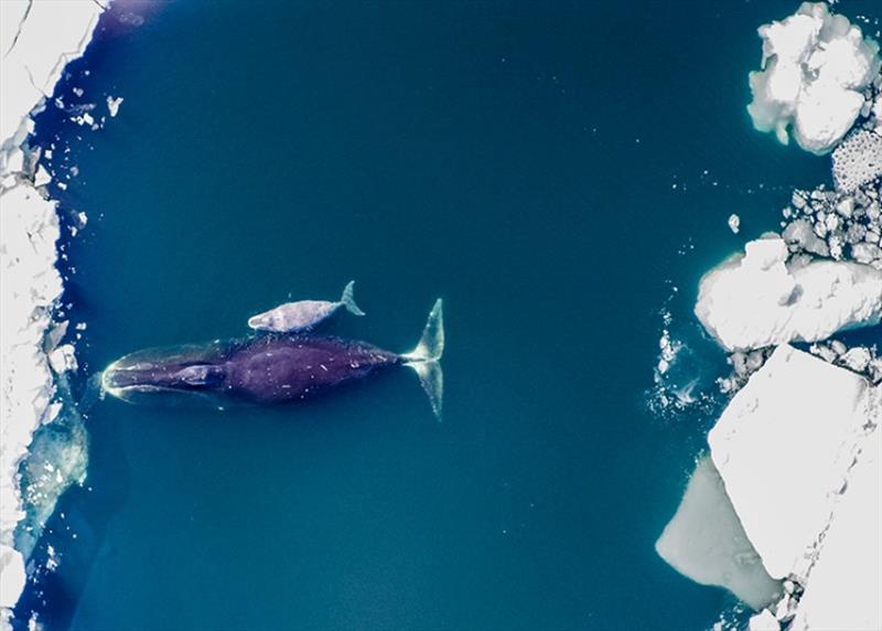 Bowhead whale and calf - photo © NOAA Fisheries