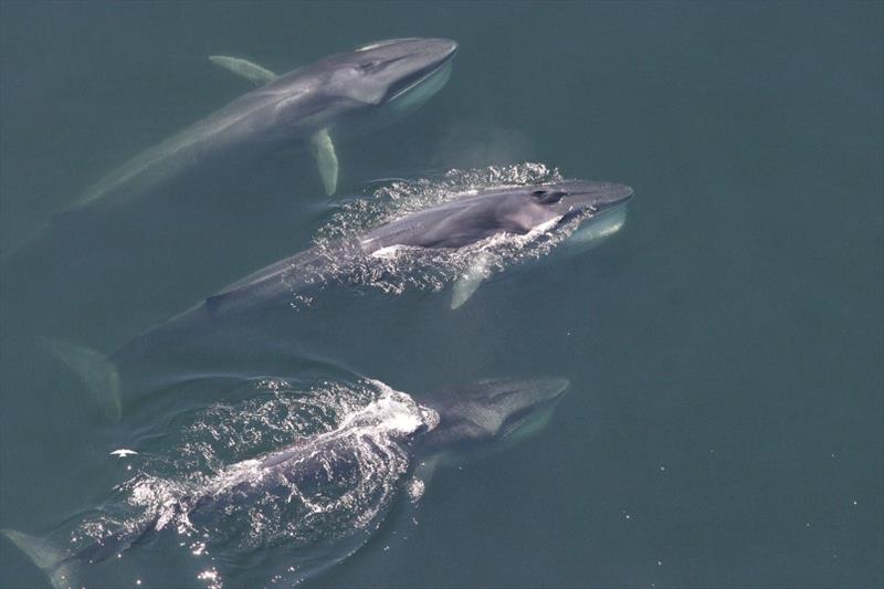 Finback whales - photo © NOAA Fisheries