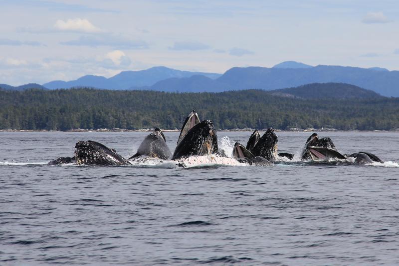 Humpback whales bursting through the surface with mouths open to catch fish to eat photo copyright A. Simonis / NOAA Fisheries taken at  and featuring the Environment class