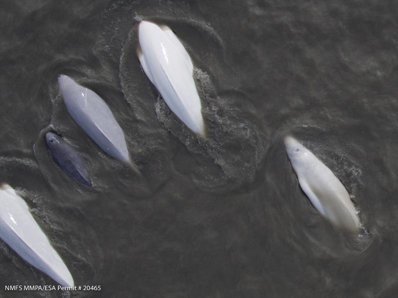 Group of beluga whales, including a mother-calf pair in Cook Inlet, Alaska photo copyright NOAA Fisheries (NMFS MMPA/ESA permit 20465) taken at  and featuring the Environment class