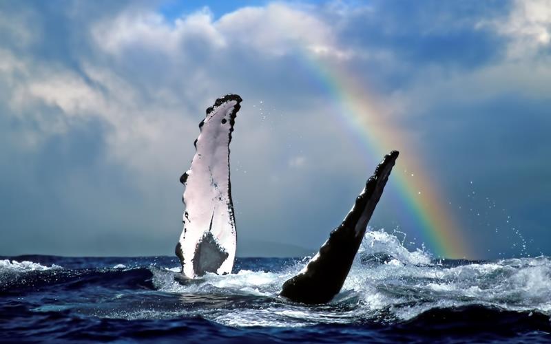 Humpback whale under rainbow photo copyright Shutterstock taken at  and featuring the Environment class