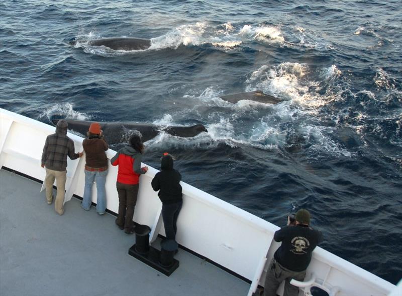 Two adult sperm whales and a calf surface near the ship photo copyright Adam Ü taken at  and featuring the Environment class