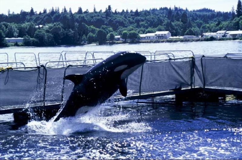 Springer in the enclosure at NOAA Fisheries Manchester Research Station, 2002 - photo © NOAA Fisheries