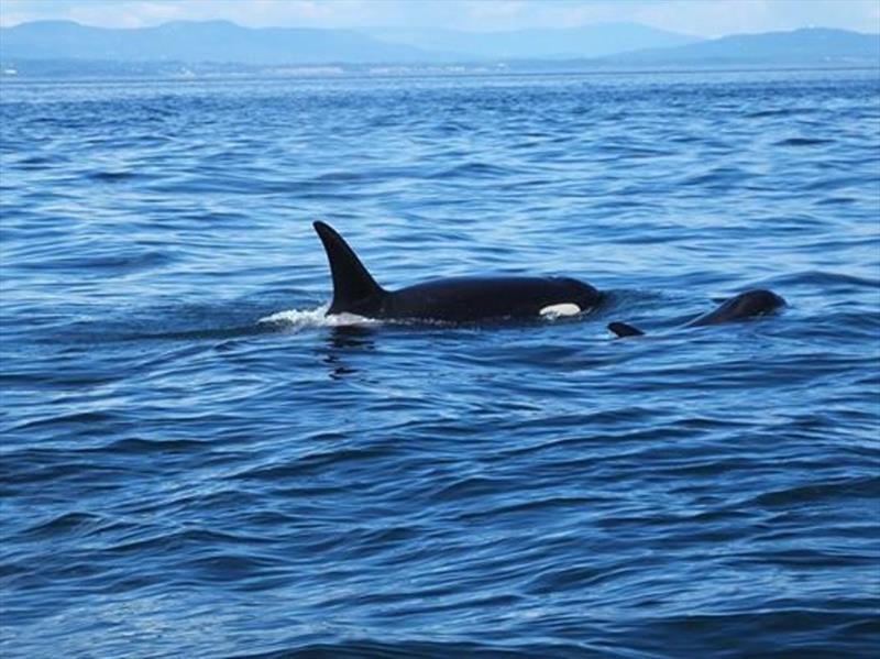 An L pod mom and calf photo copyright Kristin Wilkinson / NOAA Fisheries taken at  and featuring the Environment class