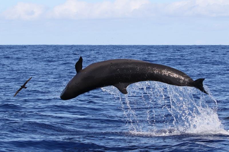 “S” marks the flipper of the false killer whale: The curved, leading edge of their pectoral fins is unlike any other species in Hawai‘i waters photo copyright Cascadia Research Collective/Robin W. Baird (NOAA Fisheries Permit #15330). taken at  and featuring the Environment class