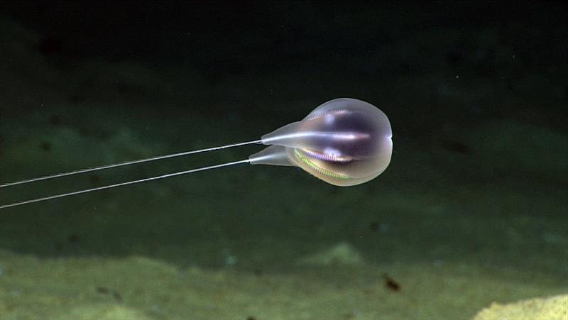 The comb jelly, or ctenophore, was first seen during a 2015 dive with the NOAA Office of Ocean Exploration and Research team photo copyright NOAA Fisheries taken at  and featuring the Environment class