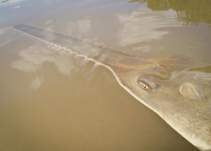Sawfish photo copyright Dana Bethea / NOAA Fisheries taken at  and featuring the Environment class