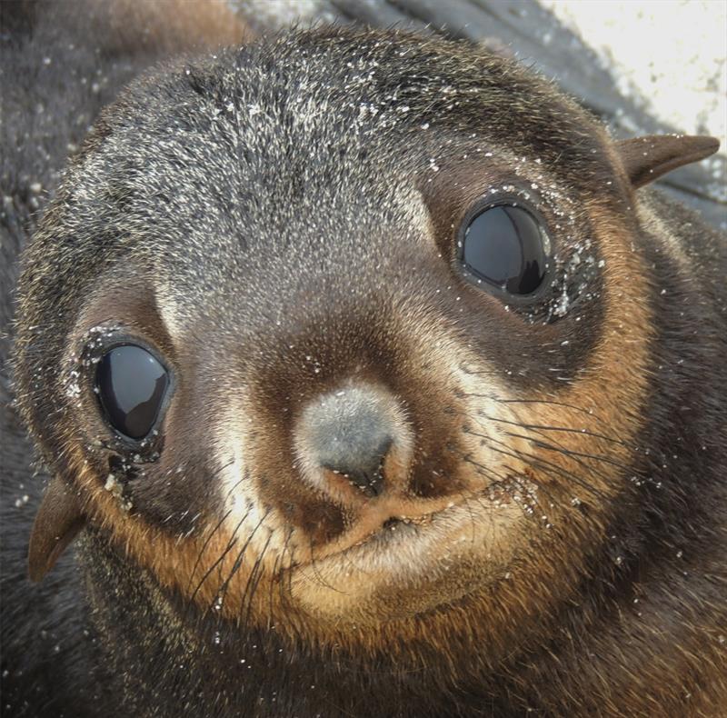 Northern fur seal pup photo copyright NOAA Fisheries taken at  and featuring the Environment class