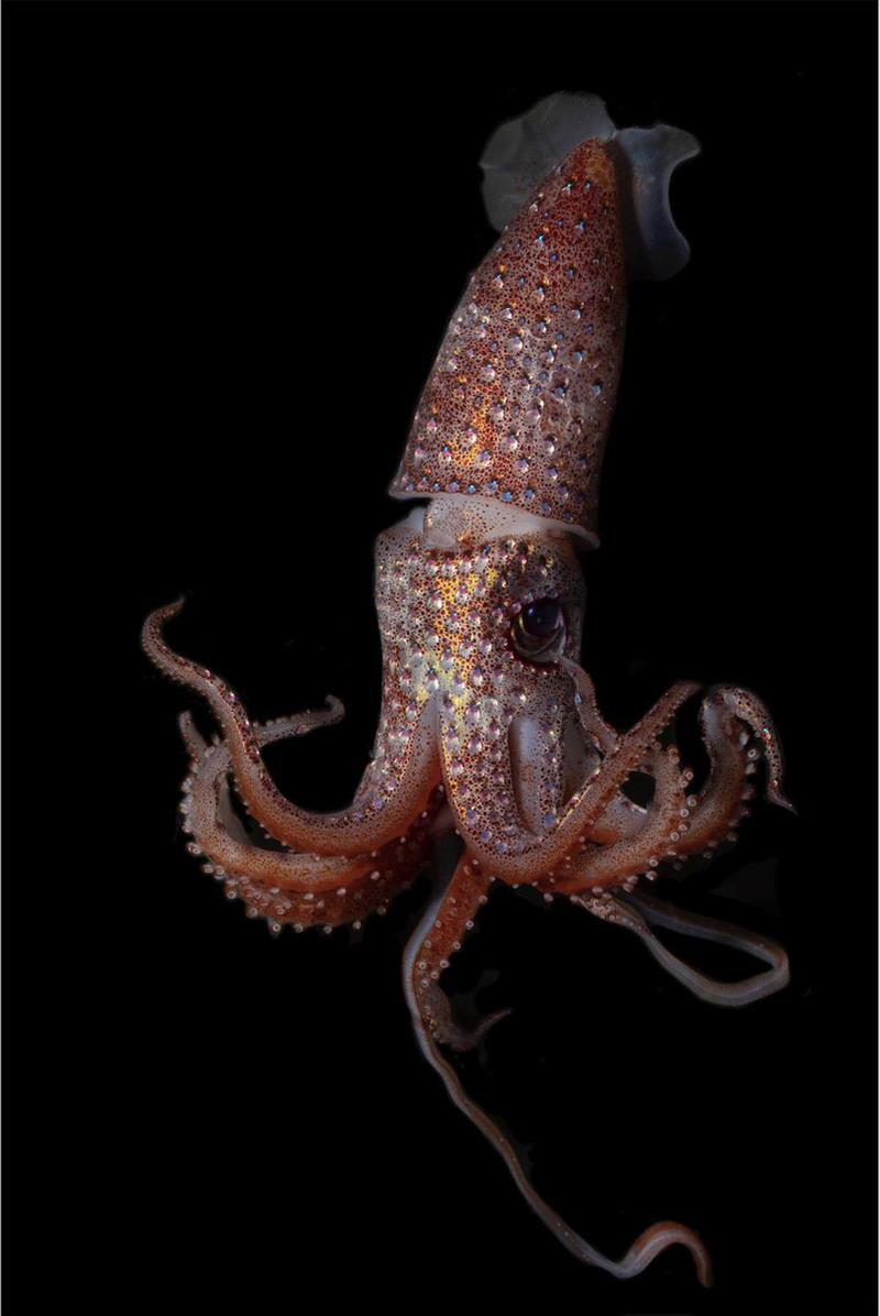 A strawberry squid photo copyright NOAA Fisheries taken at  and featuring the Environment class