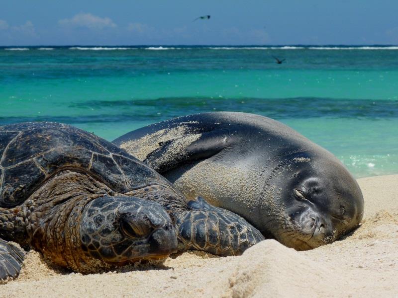 Green sea turtle and Hawaiian monk seal pup resting on a protected beach in the Northwestern Hawaiian Islands photo copyright NOAA Fisheries taken at  and featuring the Environment class