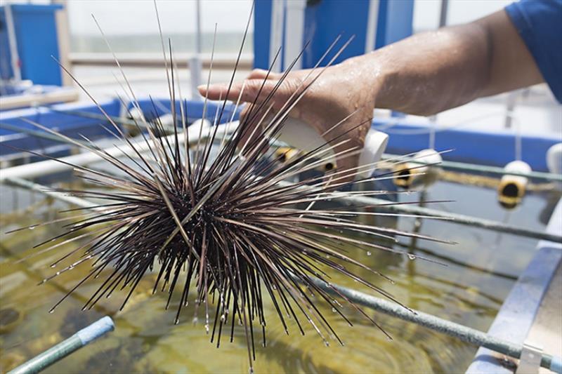 Wild-collected broodstock diadema urchin at University of Florida Sea Urchin lab at The Florida Aquarium's Center for Conservation photo copyright Josh Patterson taken at  and featuring the Environment class