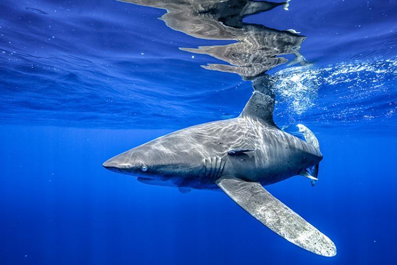 The oceanic whitetip shark's scientific name—Carcharhinus longimanus—comes from its long, rounded pectoral fin (Longimanus translates to “long hands”) photo copyright Andy Mann taken at  and featuring the Environment class