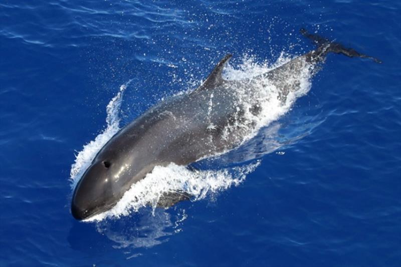 A false killer whale, observed during the 2017 Hawaiian Islands Cetacean and Ecosystem Assessment Survey photo copyright NOAA Fisheries / Charlotte Boyd taken at  and featuring the Environment class