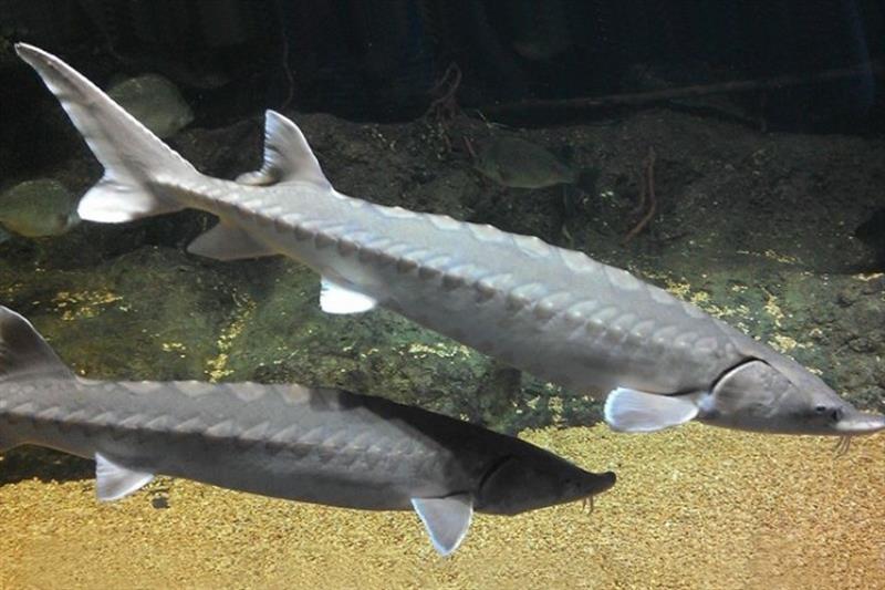 Atlantic sturgeon swimming photo copyright NOAA Fisheries taken at  and featuring the Environment class