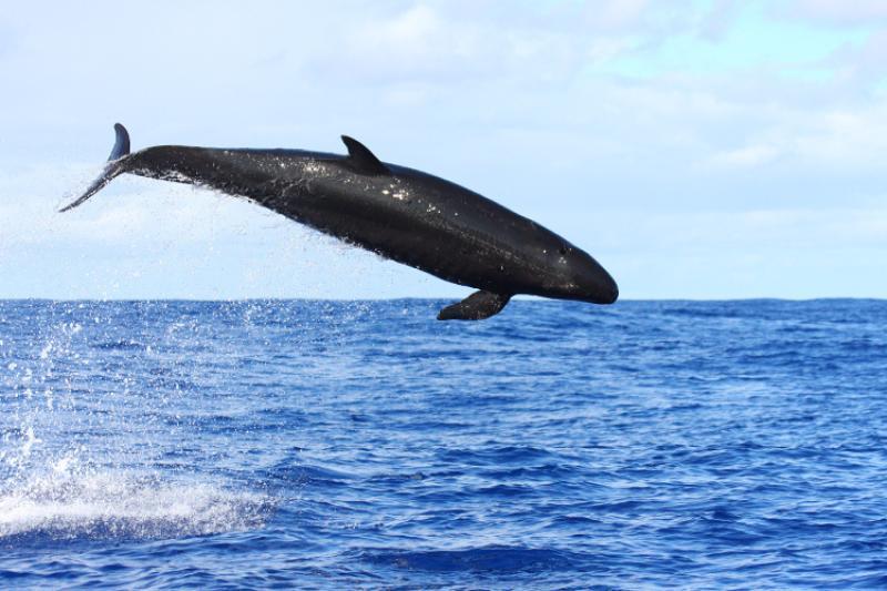 False killer whale jumping out of the water in the Northwestern Hawaiian Islands photo copyright Jim Cotton taken at  and featuring the Environment class