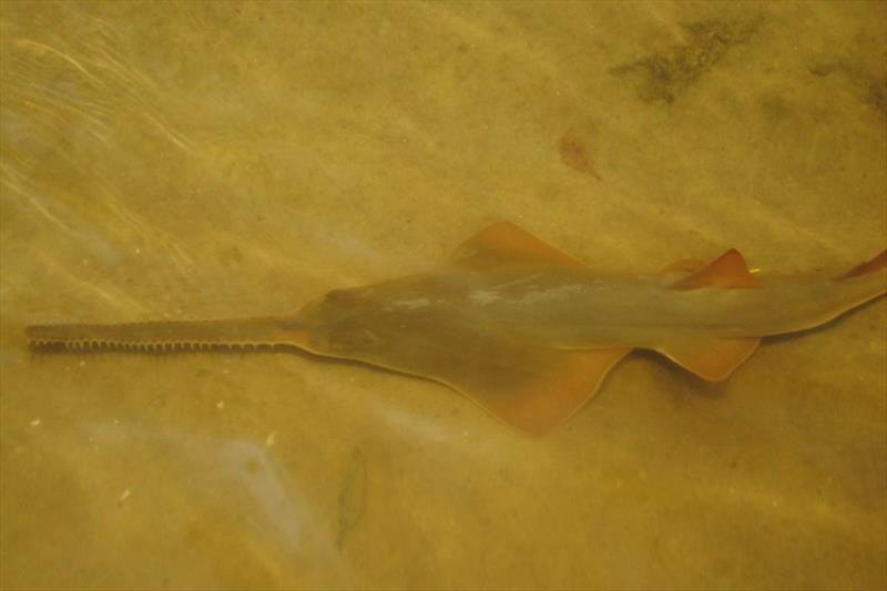 Smalltooth sawfish photo copyright NOAA Fisheries taken at  and featuring the Environment class