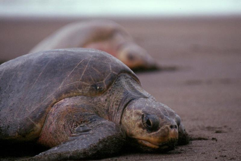 Olive ridley sea turtle on beach photo copyright NOAA Fisheries taken at  and featuring the Environment class