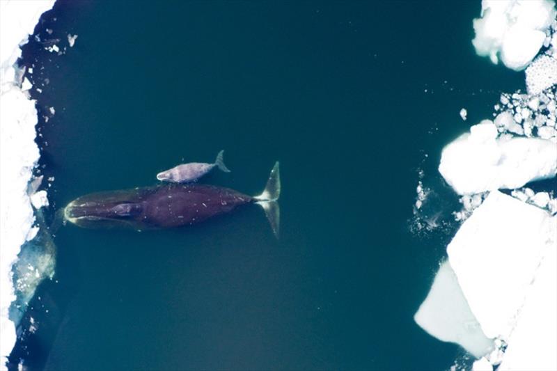 Bowhead whale and calf photo copyright NOAA Fisheries taken at  and featuring the Environment class