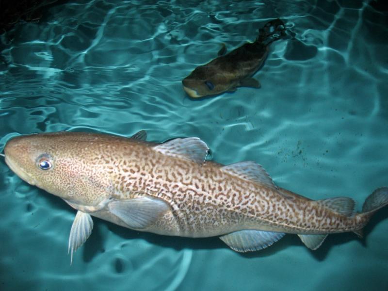 Pacific cod, seen here in a rearing tank at the Alaska Fisheries Science Center's Newport, Oregon lab, the Hatfield Marine Science Center, support a valuable Alaska Fishery photo copyright NOAA Fisheries taken at  and featuring the Environment class