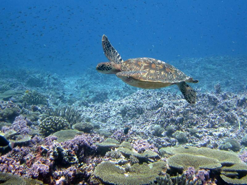 An immature green sea turtle swims above a coral reef at Baker Island in the Pacific Island Remote Area photo copyright NOAA Fisheries taken at  and featuring the Environment class