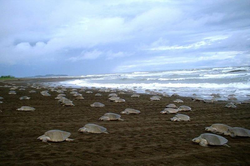 Olive ridley sea turtles nesting en masse during an `arribada` on Playa Ostional, Costa Rica on September 9, 2004 photo copyright Michael Jensen taken at  and featuring the Environment class