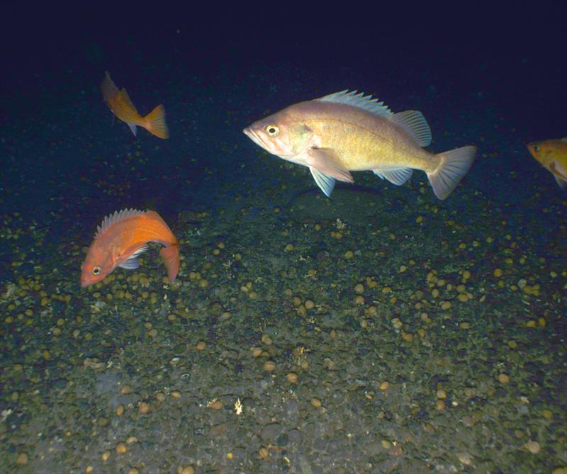 Dusky rockfish (Sebastes variabilis) photo copyright NMFS / NOAA - Color correction applied by NOAA Fisheries taken at  and featuring the Environment class