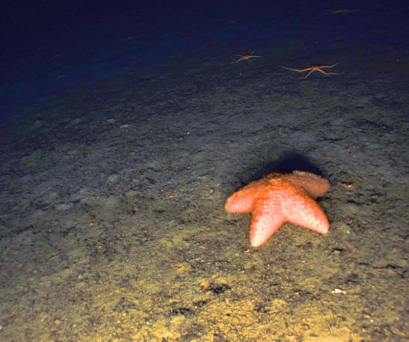 A slime star (Pteraster tesselatus) photo copyright NMFS / NOAA - Color correction applied by NOAA Fisheries taken at  and featuring the Environment class
