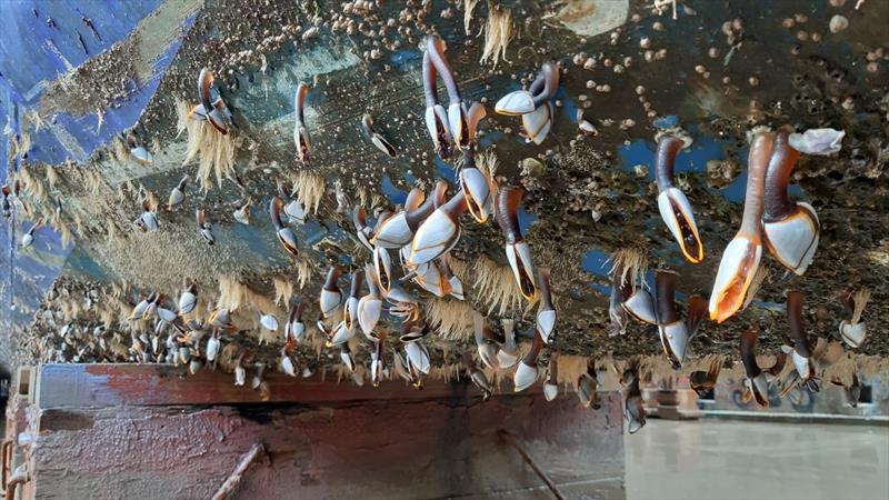 Heavily fouled hulls with hard-and biocidal SPC type coatings in drydock after static operations during the pandemic - photo © Nippon Paint Marine 